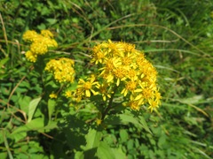 Solidago virgaurea asiatica