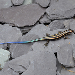 Plestiodon finitimus
