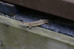 Takydromus tachydromoides