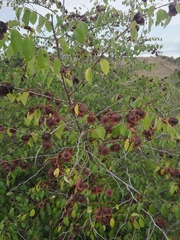 Paliurus spina-christi