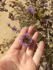 Monardella undulata