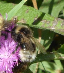 Bombus bohemicus