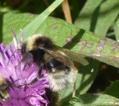 Bombus bohemicus