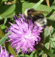 Bombus bohemicus