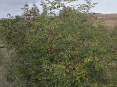 Paliurus spina-christi