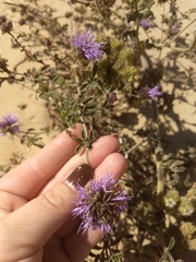 Monardella undulata