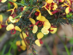 Dillwynia ramosissima