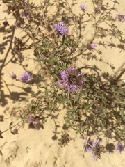Monardella undulata