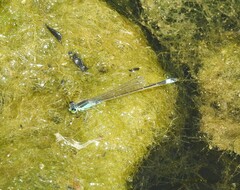 Ischnura senegalensis