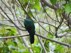 Pharomachrus auriceps