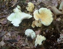 Albatrellus subrubescens