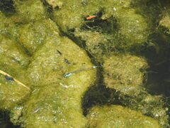 Ischnura senegalensis