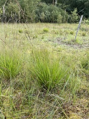 Deschampsia cespitosa