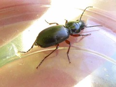 Pterostichus madidus