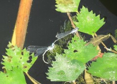 Paracercion calamorum