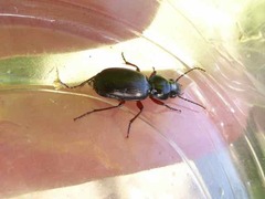 Pterostichus madidus