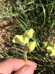 Pterygodium catholicum