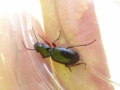 Pterostichus madidus