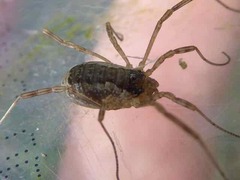 Oligolophus tridens