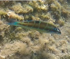 Thalassoma pavo