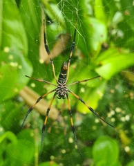 Trichonephila inaurata