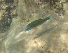 Thalassoma pavo