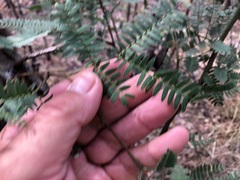 Acacia glaucocarpa