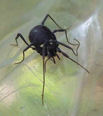 Nemastoma bimaculatum