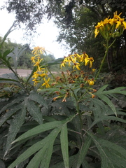 Jacobaea cannabifolia