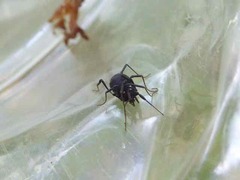 Nemastoma bimaculatum