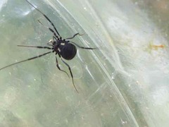 Nemastoma bimaculatum