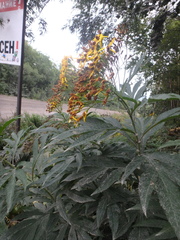 Jacobaea cannabifolia