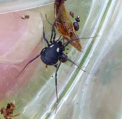 Nemastoma bimaculatum