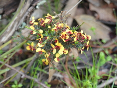 Dillwynia ramosissima