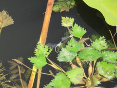 Paracercion calamorum