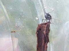 Nemastoma bimaculatum