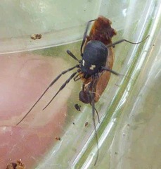 Nemastoma bimaculatum