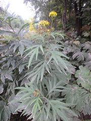 Jacobaea cannabifolia