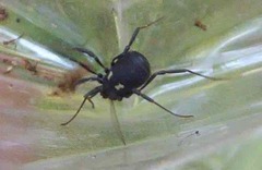 Nemastoma bimaculatum