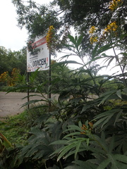 Jacobaea cannabifolia