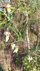 Araujia angustifolia