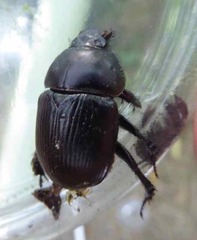 Geotrupes spiniger