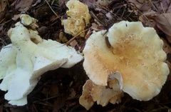 Albatrellus subrubescens