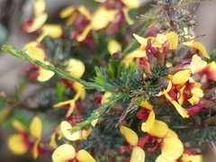 Dillwynia ramosissima