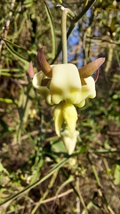 Araujia angustifolia