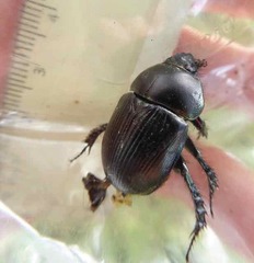 Geotrupes spiniger