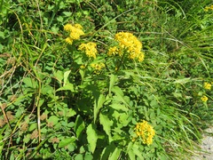 Solidago virgaurea asiatica