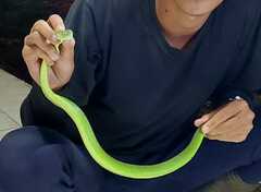 Trimeresurus albolabris