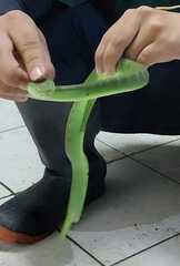 Trimeresurus albolabris