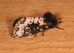 Xanthopastis regnatrix